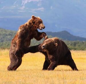 Bear Dick Punch.jpg