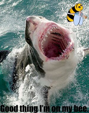 Sharkattackbee.jpg