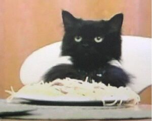 Spaghetticat.jpg