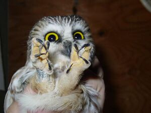 Owl Feet.jpg