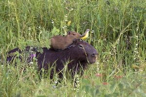 Capybara - 09.jpg