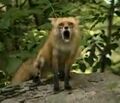 A real fox reacts to the internet.