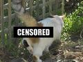 Pornographic images of animals should be censored.