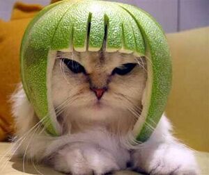 Lime Helmet Cat.jpg