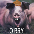 O RRY Pig