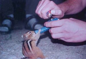 Chipmunk Blunt.jpg