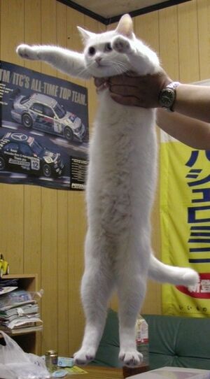 Longcat.jpg