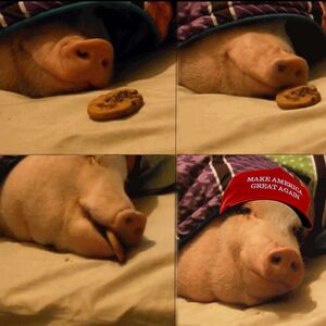 Trump Pig.jpg