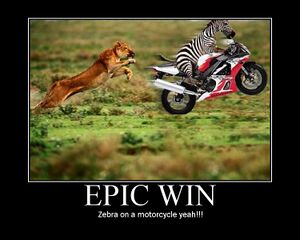 Epic Zebra win.jpg