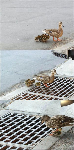 Ducklings Nooo.jpg