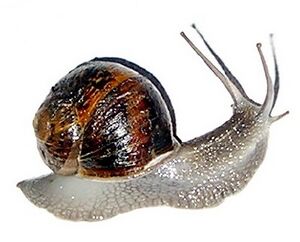 Why Snail More Snail.jpg