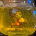 Donkey Kong Piss Jar