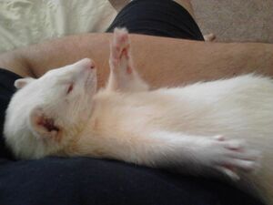 Lyle's ferret.jpg