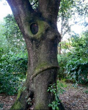 Nigel farage lookalike tree.jpg