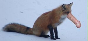 Penis Nosed Fox.jpg