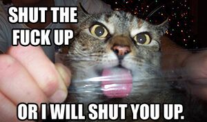 Stfu cat.jpg