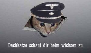 Cieling cat deutsch.jpg