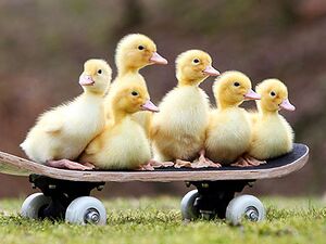 Skateboard Animals Ducklings On Board.jpg