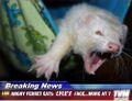 Weasel rage