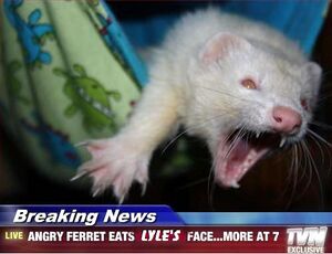 Angry ferret.jpg