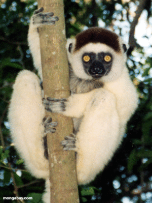 Sifaka closeup.gif