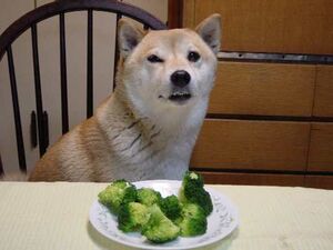 Dogbrocolli3nt6ec.jpg