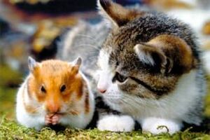 Hamster - next to cat.jpg