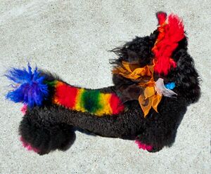 Prainbow back poodle.jpg