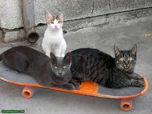 Skateboard Animals Cats On Skateboard.jpg