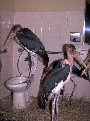 Maribou stork bathroom.jpg