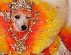 Princess chihuaua.jpg