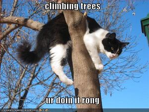 ClimbingtreesWRONG.jpg