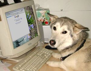 Dog-on-internet-full.jpg