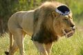 Zionistacat has evolved into Jewlion!