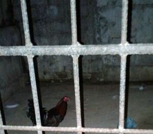 Jailhouse rooster.jpg