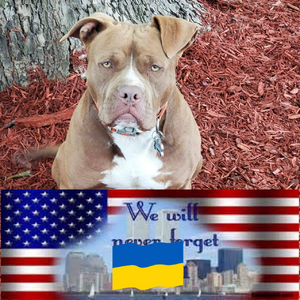 Pitbull 911.png