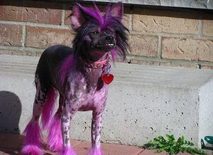 Purple Chinese Crested.jpg