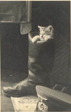 Kitty in boot.jpg