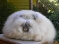 English Angora Bun-bun