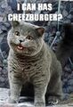 The cheeseburger-craving fat fuck responsible for lolcats