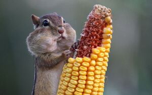 Corn Chipmunk.jpg