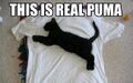 I iz real puma