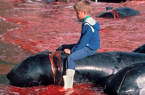 Faroe Islands Whaling 05.jpg