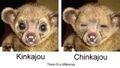 Weeaboo: "Come on guys, thar iz a difference between kinkajou and chinkajou!"