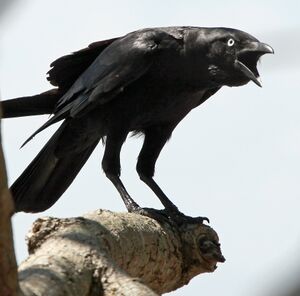 Torresian Crow.jpg