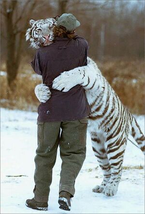 Tiger hug1.jpg