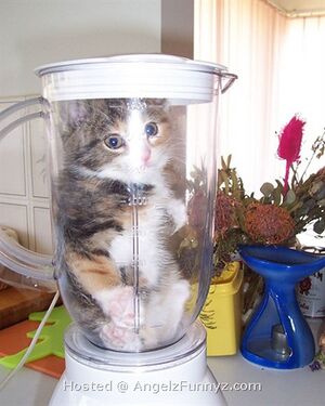 Blender Kitten.jpg