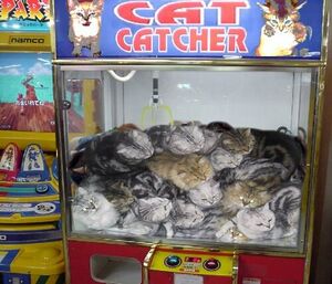 Cat catcher.jpg