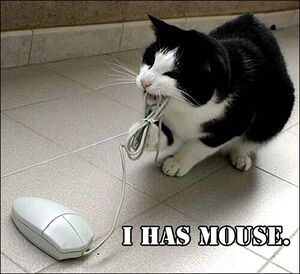 Catmouse.jpg