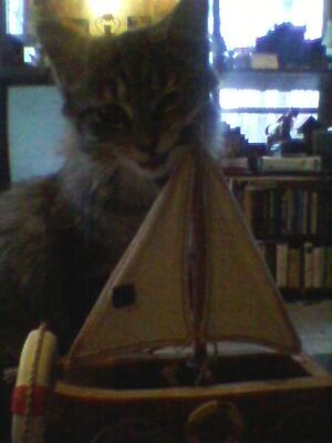 Kitten sailboat.jpg